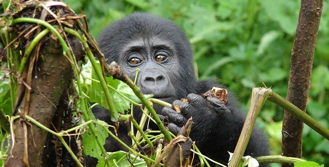 14-days-uganda-wildlife-primate-and-cultural-tour