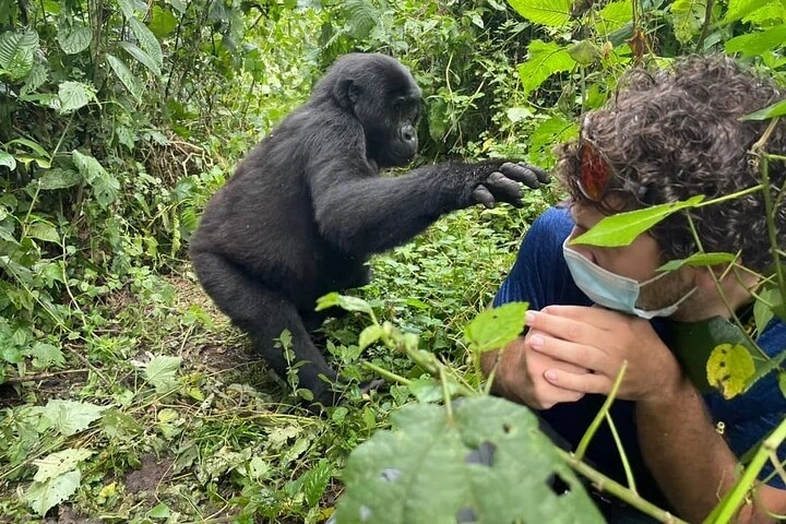 which-is-better-for-gorilla-trekking-rushaga-or-buhoma-gorilla-sectors