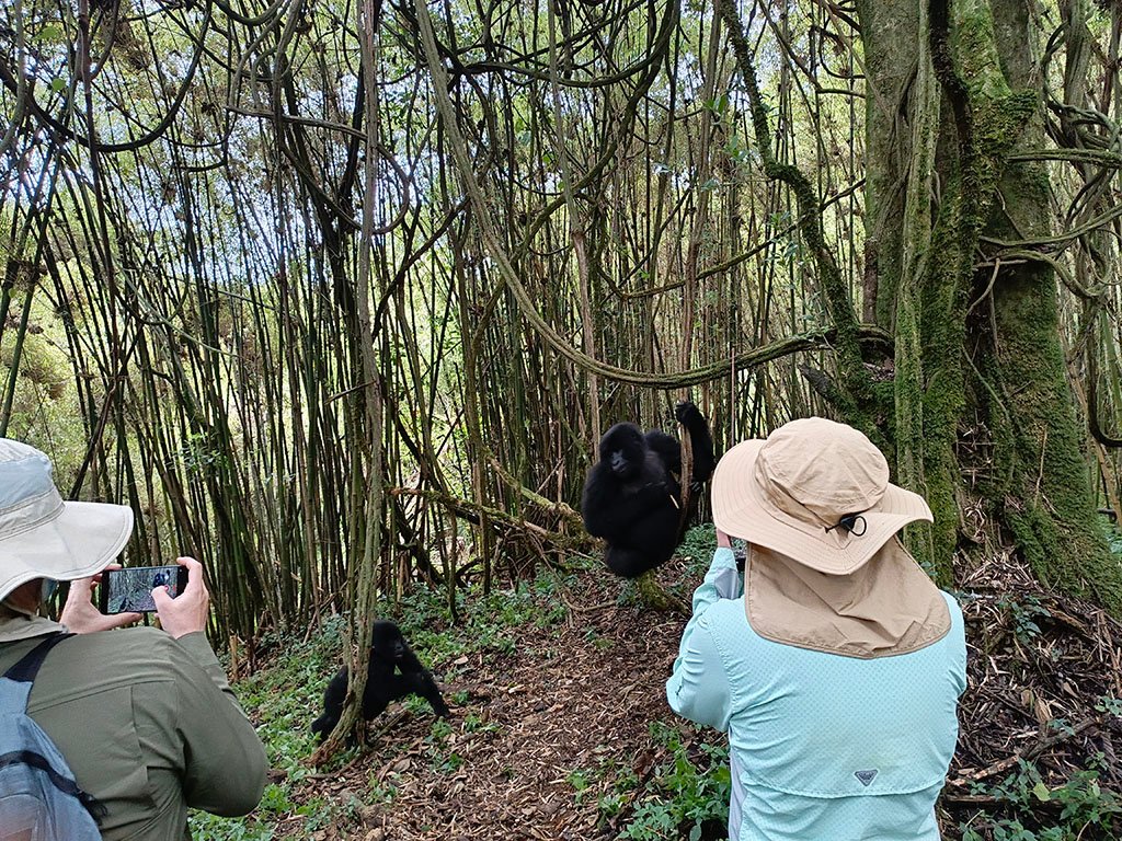 5-days-uganda-primate-safari