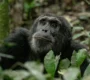 chimpanzee-tracking-in-uganda