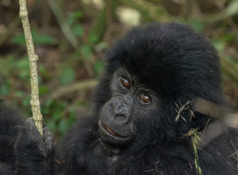 how-does-it-feel-trekking-gorillas-in-africa