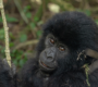 how-does-it-feel-trekking-gorillas-in-africa