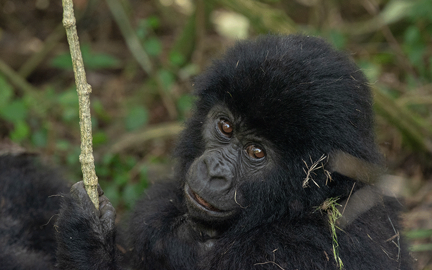 Gorilla Trekking in Uganda