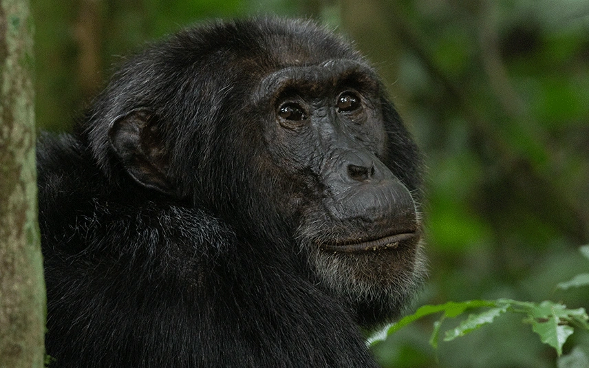 chimpanzee-tracking-in-uganda