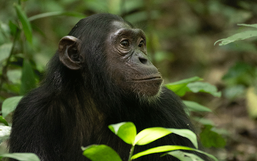 Gorilla Trekking in Rwanda