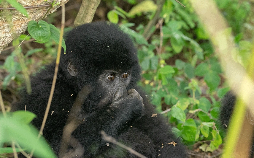 gorillas-and-chimpanzees-in-uganda